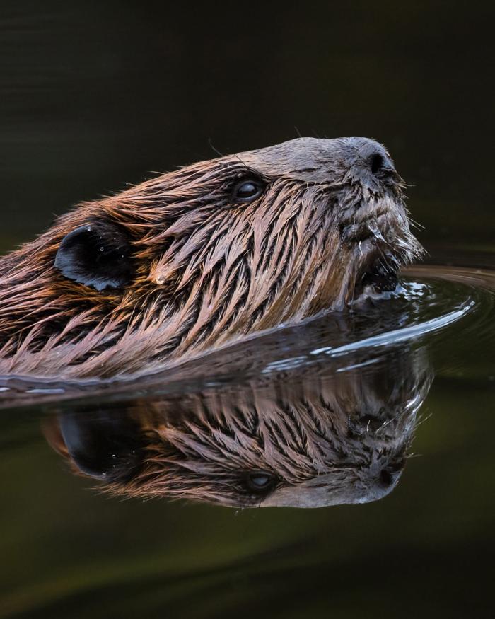 A majestic beaver in the wild (this person hasn't uploaded a profile photo yet).